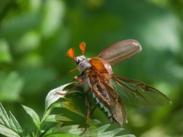 May Beetle Takes Off