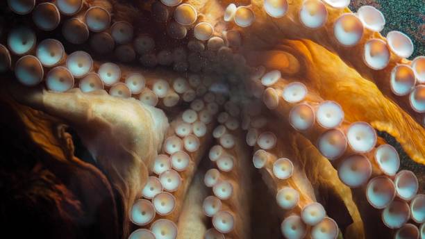 istock Closeup of octopus tentacles . 1014880870