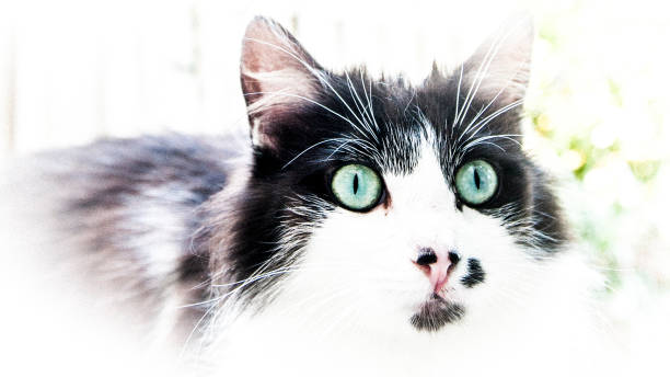istock Green-eyed cat 1014880994