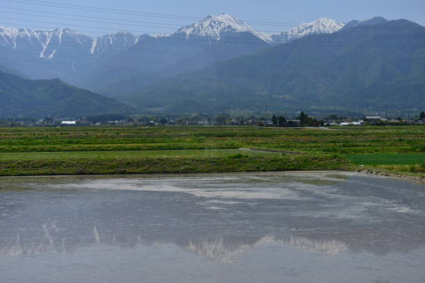 Rural landscape of Central Japan with the mountains of Japan Alps. Rice paddies are full of irrigation water just after transplanting of rice seedlings. The photo was taken in Azumino, Nagano Prefecture, Japan.