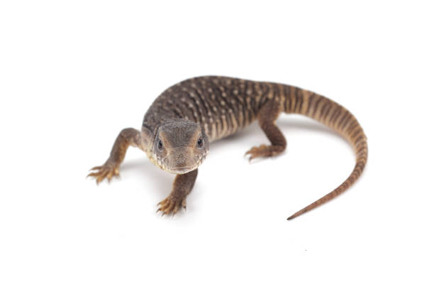 istock Savannah monitor lizard  isolated on white background 1014884106