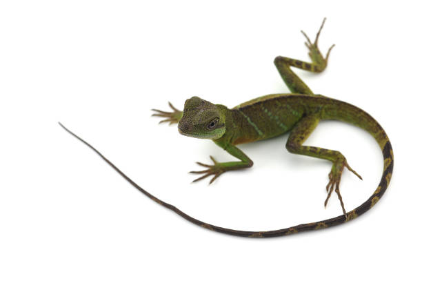 istock Chinese Water Dragon isolated on white background 1014884192