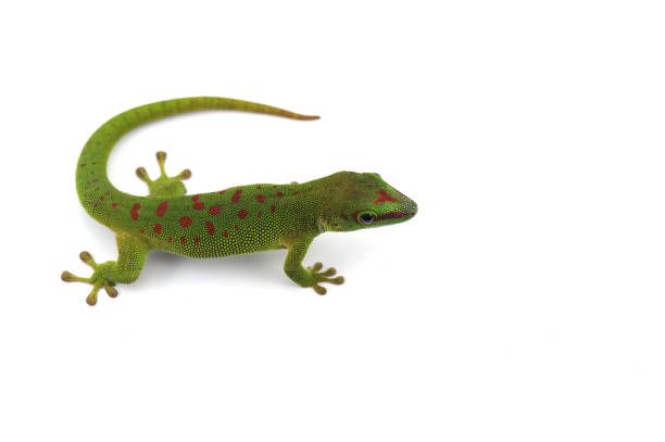 istock Madagascar gecko isolated on white background 1014884194
