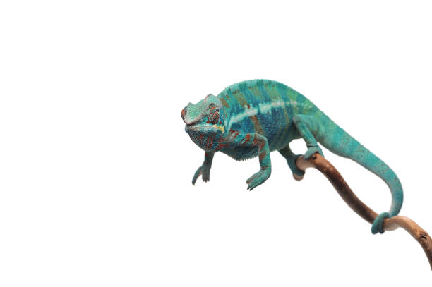 istock Blue lizard Panther chameleon isolated on white background 1014884222