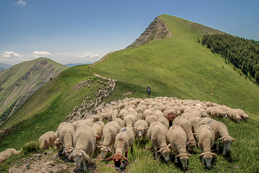 A flock of sheep on a hilltop at Doi Chang, Chiang Rai, Thailand