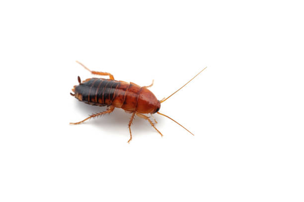 istock Giant cockroach isolated on white background 1014884262