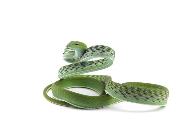 istock Asian vine snake isolated on white background 1014884264