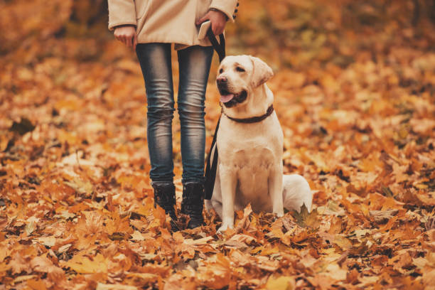 istock Woman and Labrador in Autumn Park. 1014887648