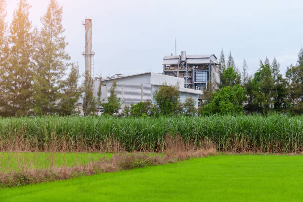 istock green rice field at daytime 1014891394