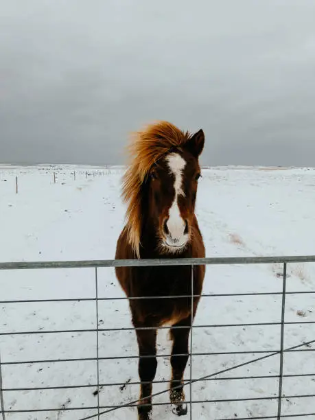 A horse in Iceland on a snowy field looking over a fence