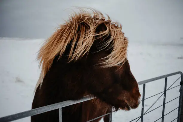 A horse in Iceland on a snowy field looking over a fence