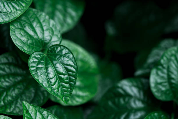 istock Closeup nature view of dark green leaf 1014892266
