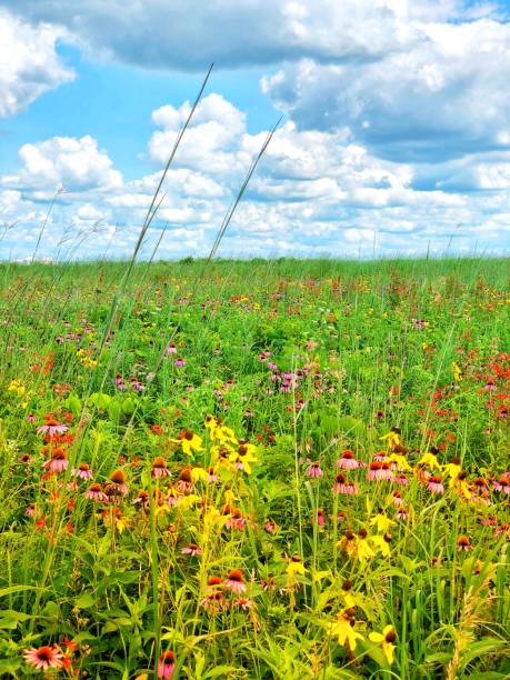 Sky Rocket Mountain Wildflower Meadow with Vibrant Colorful Flowers - Scenic meadow in high alpine mountain setting.