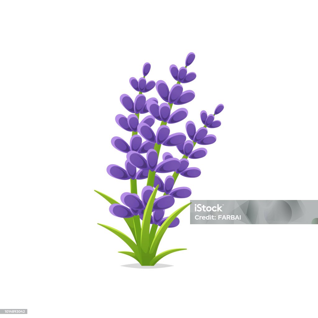 Lavender Flowers Vector Isolated Illustration Stock Illustration - Download  Image Now - Lavender - Plant, Cartoon, Clip Art - iStock