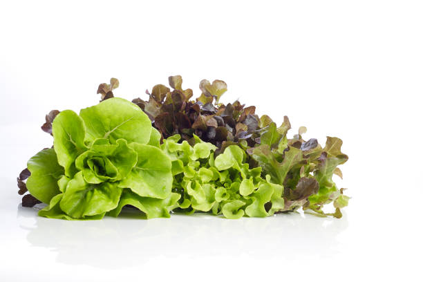 istock Fresh Butterhead with Red and green oak lettuce on a white background 1014896700