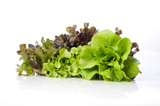 istock Fresh Butterhead with Red and green oak lettuce on a white background 1014896760