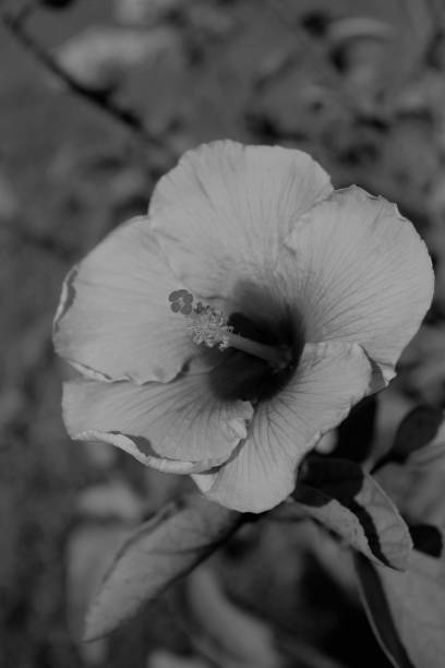 istock Hibiscus, Seeing Beauty with No Color 1014896948
