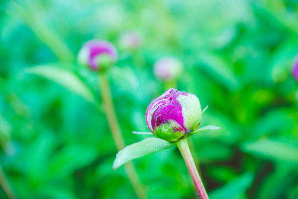 istock Blooming peony in the garden 1014897654