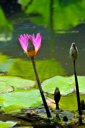 Blossom waterlily flowers