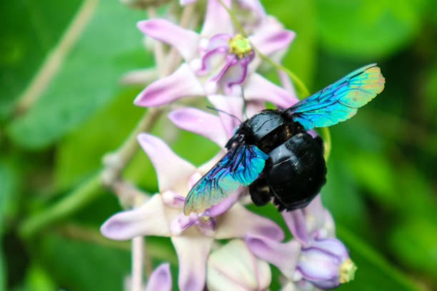 istock bumble bee found the sweet water from Crown flower 1014898384