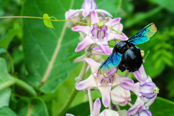 istock bumble bee found the sweet water from Crown flower 1014898408