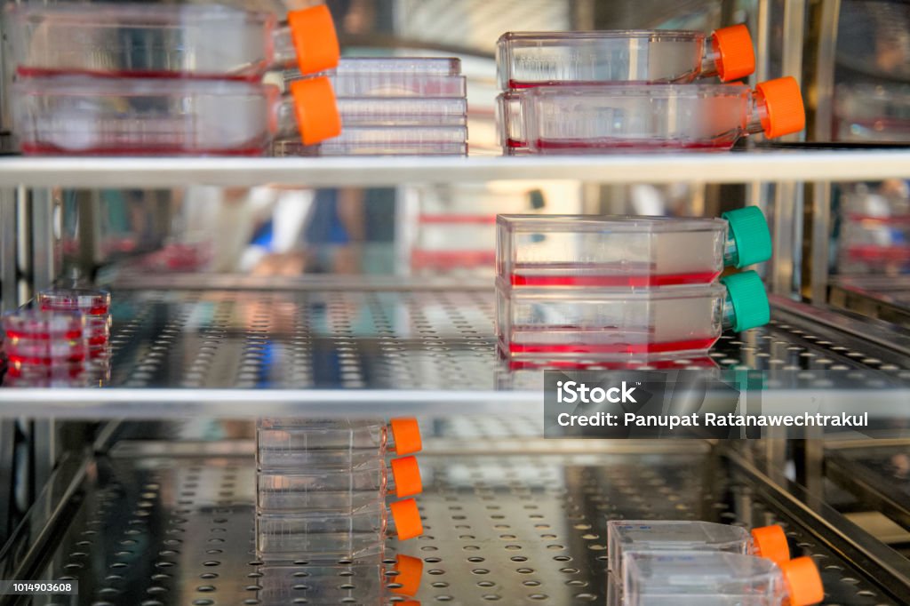 Cell Culture Flask In The Incubator Cabinet Cell Culture Refers To The  Removal Of Cells From An Animal Or Plant And Their Subsequent Growth In A  Favorable Artificial Environment Stock Photo -