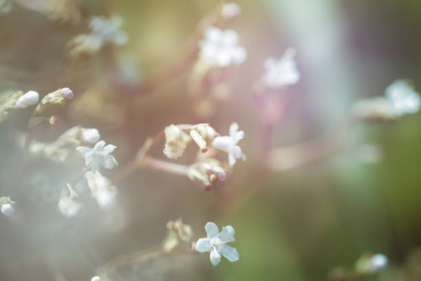 istock Floral natural background in soft focus 1014909640