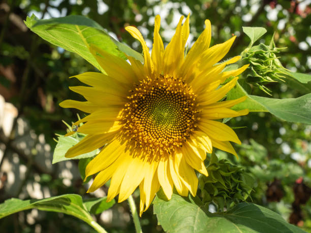 黄色の花びらと大規模な緑の葉、ひまわりは、ビューを閉じます。ひまわり夏の庭の花します。怠慢の菜園のひまわり。背景をぼかし。ソフトの選択と集中 - vegetable garden green ground flower head ストックフォトと画像