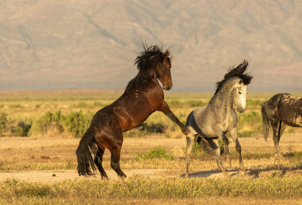 istock Wild Horses Fighting in the Utah Desert 1014913098