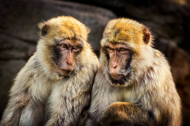 Two monkeys - Barbary macaque Close up of two monkeys - Barbary macaque sitting on Gibraltar rocks under last sunrays in the late afternoon. barbary macaque stock pictures, royalty-free photos & images