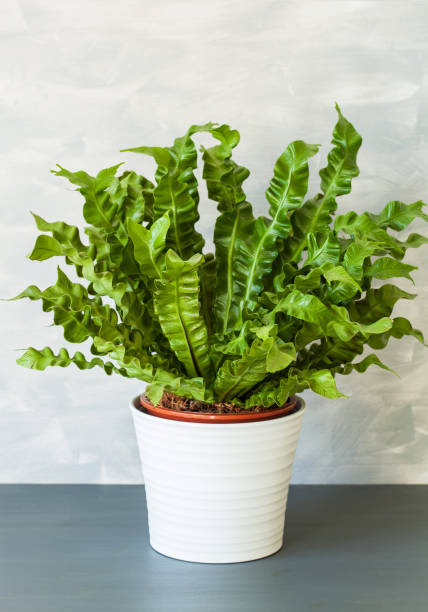 istock houseplant Asplenium nidus in white flowerpot 1014916816