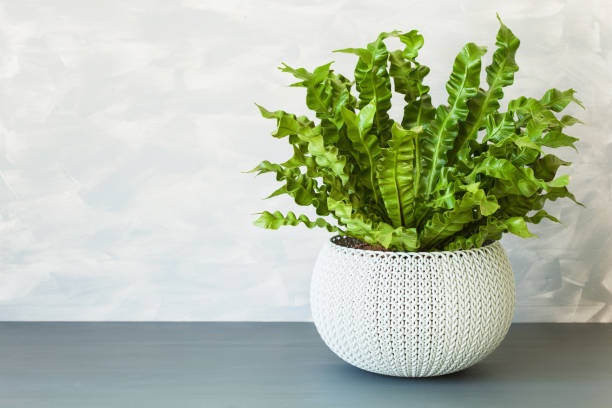 istock houseplant Asplenium nidus in white flowerpot 1014919324