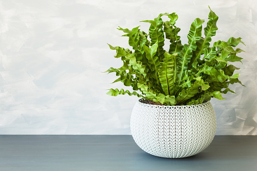 houseplant Asplenium nidus in white flowerpot