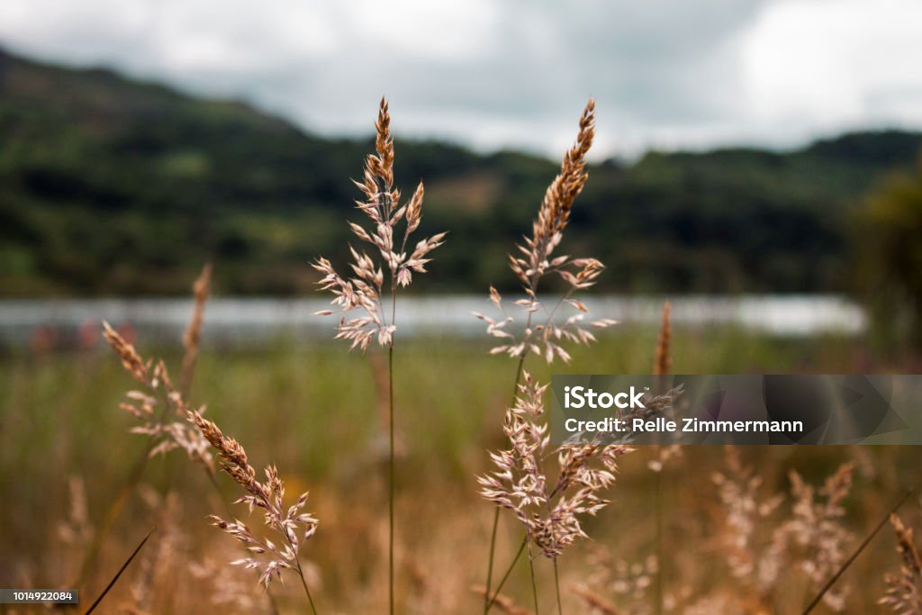 On Llyn Gwynant Flora around Llyn Gwynant's Lake at the base of Nant Gwynant. Beauty In Nature Stock Photo