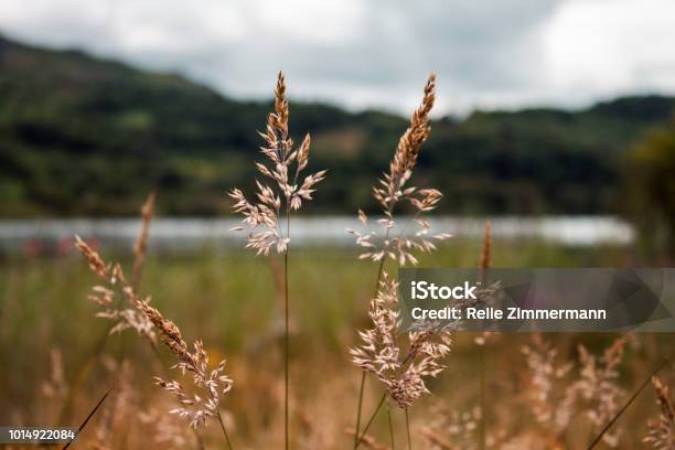 On Llyn Gwynant Stock Photo - Download Image Now - Beauty In Nature, Close-up, Flower