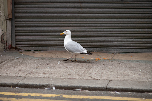 Seagull walking along the pavement along a grungy street in Morecambe, Lancashire in the Northwest of England.