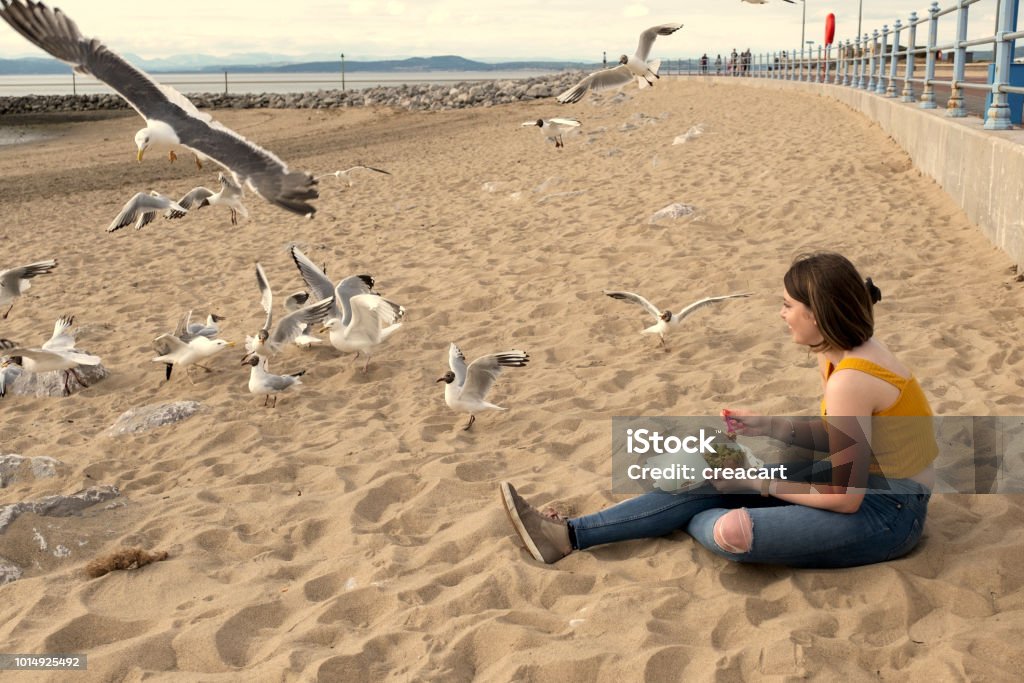 Young Woman eating chips on the beach with scavenging Seagulls around her. Young Woman eating chips on the beach at Morecambe, Lancashire in the Northwest of England, surrounded by scavenging Seagulls fighting for thrown chips. Lancashire Stock Photo