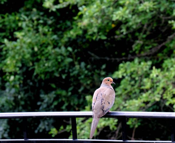 istock Mourning dove sitting on rail 1014929748