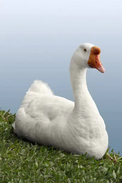Cut-out on blue and grass, a beautiful snow goose looks at the camera and remains perfectly still while his picture is taken
