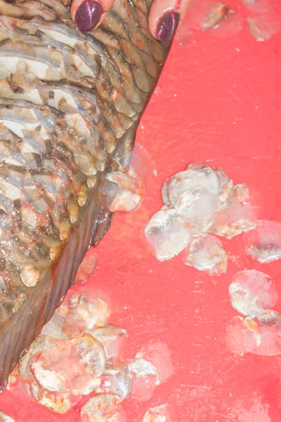 istock Cleaning fresh fish carp from scales with a special knife 1014931030