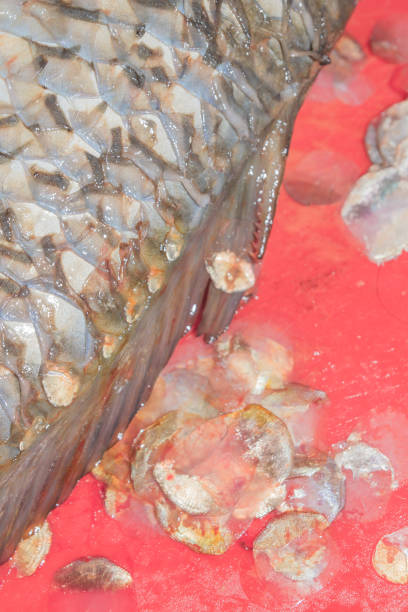 istock Cleaning fresh fish carp from scales with a special knife 1014931050