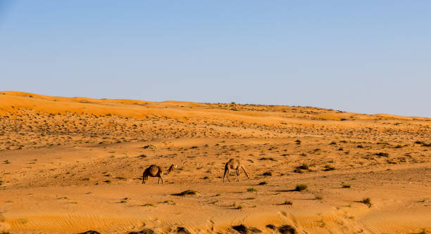 istock Camels in Oman desert 1014934172