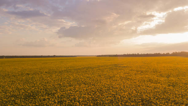istock A sunflower field at sunrise 1014934960