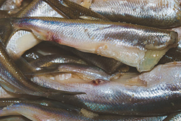 istock Raw brushed smelt fish lies on the plate 1014939342