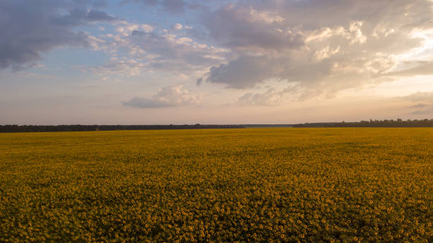 istock A sunflower field at sunrise 1014939362