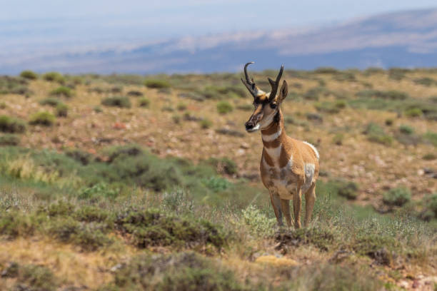 istock Pronghorn Antelope Buck 1014939868