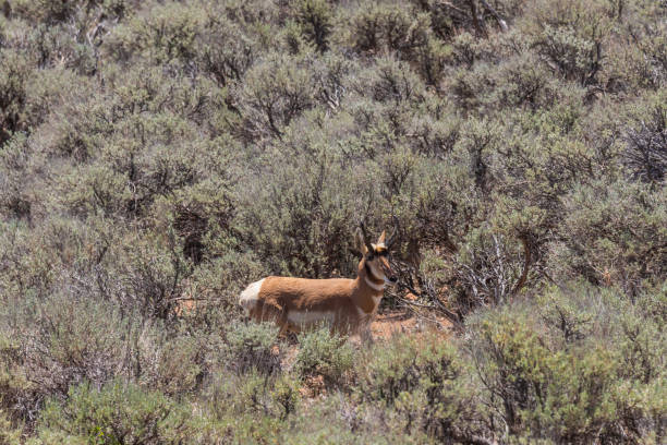 istock Pronghorn Antelope Buck 1014939878