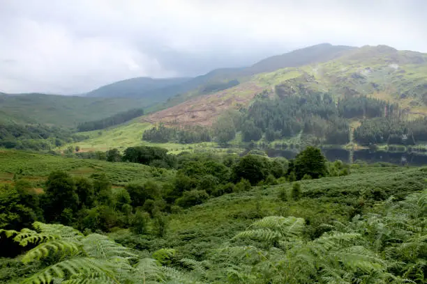 Lush vegetation and the view across Glen Trool towards Loch Trool in Galloway Forest Park in Southern Scotland.