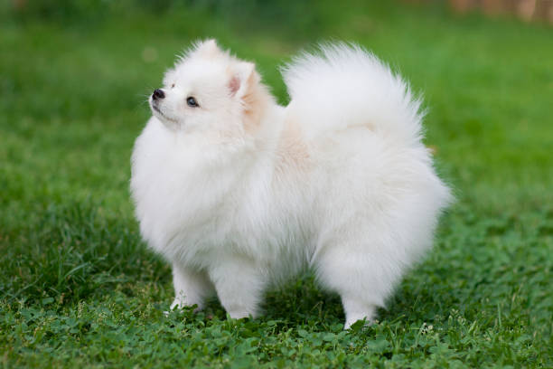 Wide picture of a white pomeranian spitz at the blooming meadow Wide picture of a white pomeranian spitz at the blooming meadow. High resolution photo. pomeranian stock pictures, royalty-free photos & images