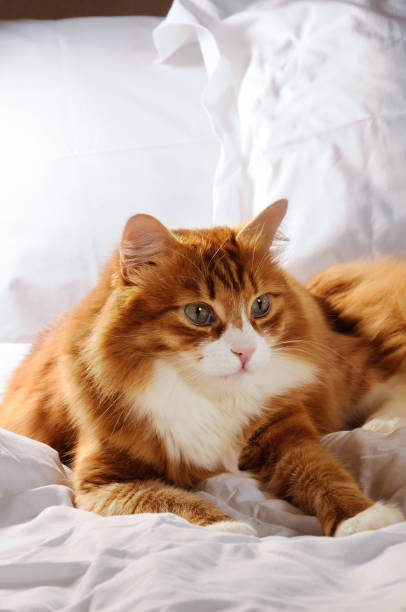 istock lying on a white bed furry red-headed cat 1014940518